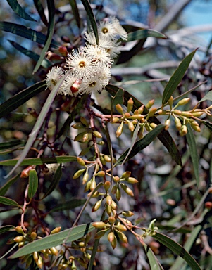 APII jpeg image of Eucalyptus cylindrocarpa  © contact APII