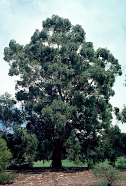 APII jpeg image of Eucalyptus dalrympleana subsp. dalrympleana  © contact APII