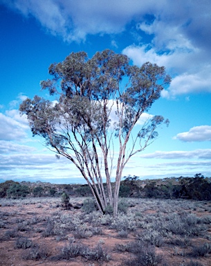 APII jpeg image of Eucalyptus dumosa  © contact APII