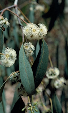 APII jpeg image of Eucalyptus elliptica  © contact APII