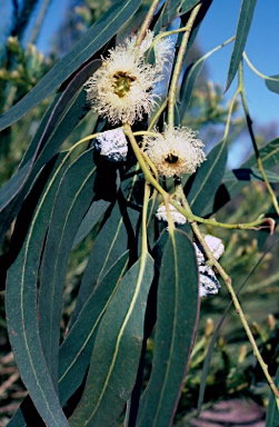 APII jpeg image of Eucalyptus globulus subsp. globulus  © contact APII