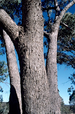 APII jpeg image of Eucalyptus goniocalyx  © contact APII