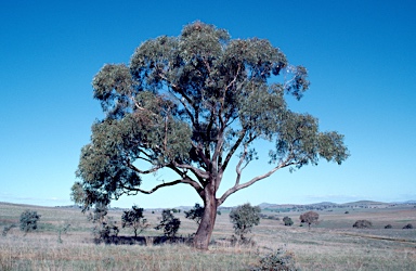 APII jpeg image of Eucalyptus goniocalyx  © contact APII