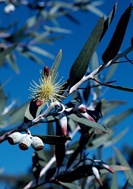 APII jpeg image of Eucalyptus incerata  © contact APII