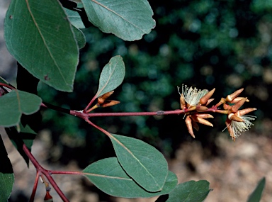 APII jpeg image of Eucalyptus infera  © contact APII