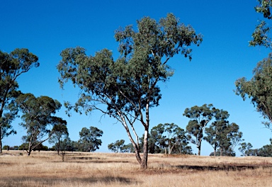 APII jpeg image of Eucalyptus intertexta  © contact APII