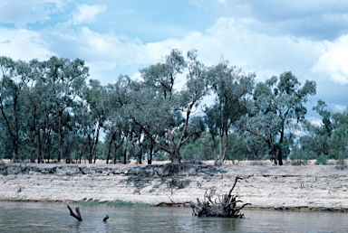 APII jpeg image of Eucalyptus largiflorens  © contact APII