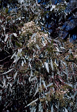 APII jpeg image of Eucalyptus largiflorens  © contact APII