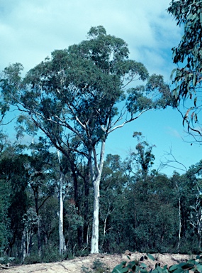 APII jpeg image of Eucalyptus mannifera subsp. mannifera  © contact APII