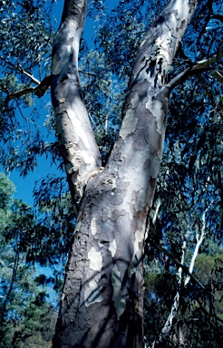 APII jpeg image of Eucalyptus michaeliana  © contact APII