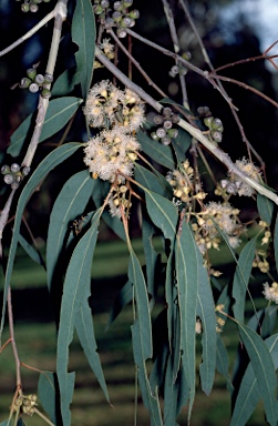 APII jpeg image of Eucalyptus michaeliana  © contact APII