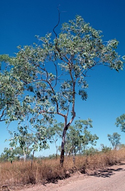 APII jpeg image of Eucalyptus miniata  © contact APII