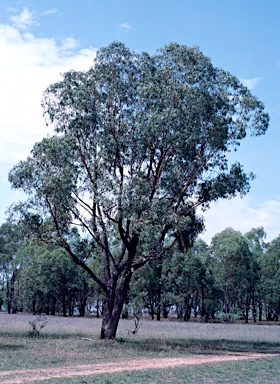 APII jpeg image of Eucalyptus nova-anglica  © contact APII