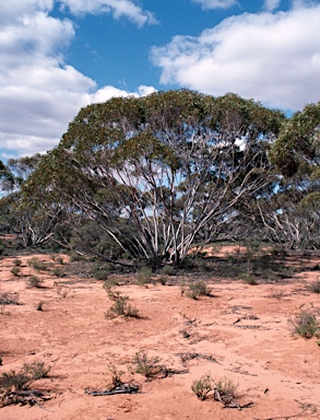 APII jpeg image of Eucalyptus oleosa subsp. oleosa  © contact APII