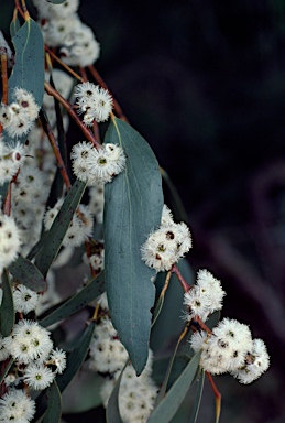 APII jpeg image of Eucalyptus pauciflora  © contact APII