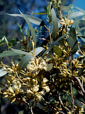 APII jpeg image of Eucalyptus peninsularis  © contact APII