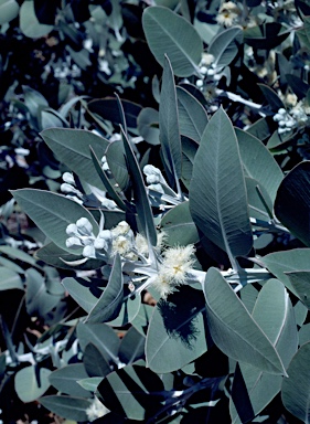 APII jpeg image of Eucalyptus pleurocarpa  © contact APII