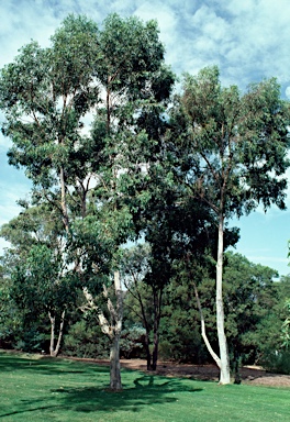 APII jpeg image of Eucalyptus protensa  © contact APII