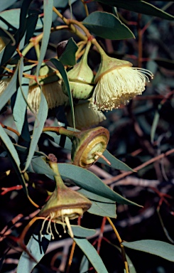 APII jpeg image of Eucalyptus pyriformis  © contact APII