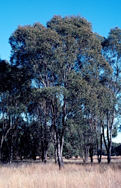 APII jpeg image of Eucalyptus radiata  © contact APII