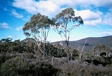 APII jpeg image of Eucalyptus sieberi  © contact APII