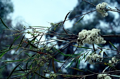 APII jpeg image of Eucalyptus stenostoma  © contact APII