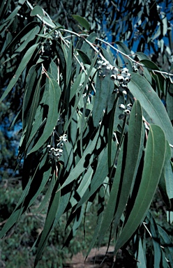 APII jpeg image of Eucalyptus stenostoma  © contact APII