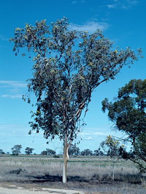 APII jpeg image of Eucalyptus woodwardii  © contact APII