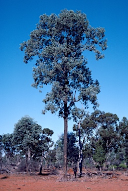 APII jpeg image of Eucalyptus melanophloia  © contact APII