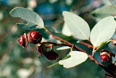 APII jpeg image of Eucalyptus pachyphylla  © contact APII