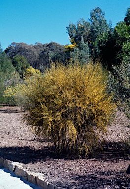 APII jpeg image of Acacia trigonophylla  © contact APII