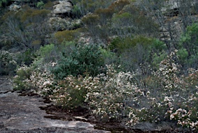 APII jpeg image of Calytrix tetragona  © contact APII