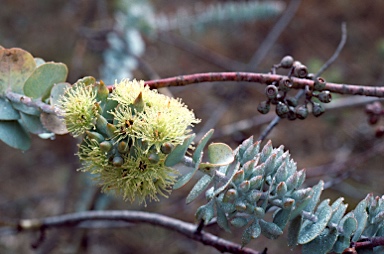 APII jpeg image of Eucalyptus kruseana  © contact APII