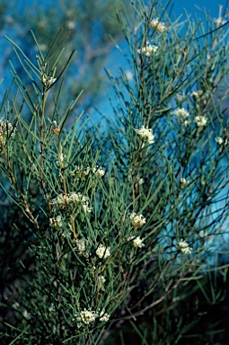 APII jpeg image of Grevillea hakeoides subsp. hakeoides  © contact APII