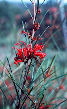 APII jpeg image of Grevillea dimorpha  © contact APII