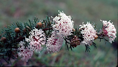 APII jpeg image of Grevillea crithmifolia  © contact APII