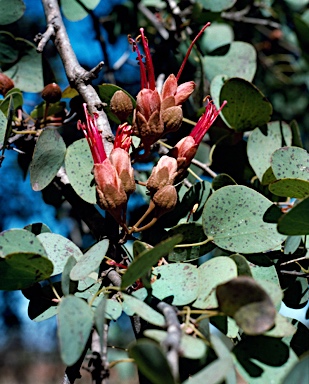 APII jpeg image of Bauhinia cunninghamii  © contact APII