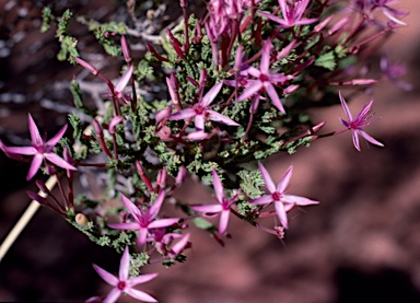 APII jpeg image of Calytrix exstipulata  © contact APII