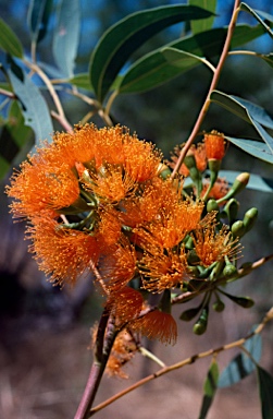 APII jpeg image of Eucalyptus phoenicea  © contact APII