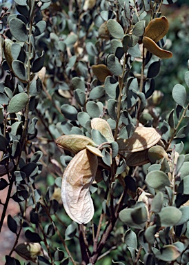 APII jpeg image of Acacia craspedocarpa  © contact APII