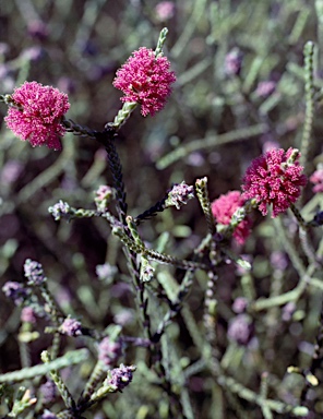 APII jpeg image of Regelia cymbifolia  © contact APII