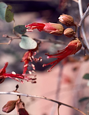 APII jpeg image of Bauhinia cunninghamii  © contact APII