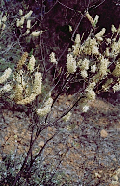 APII jpeg image of Grevillea makinsonii  © contact APII