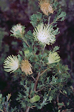 APII jpeg image of Banksia sessilis var. cygnorum  © contact APII