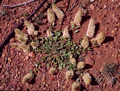 APII jpeg image of Ptilotus spathulatus  © contact APII