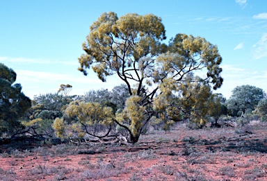 APII jpeg image of Acacia microsperma  © contact APII