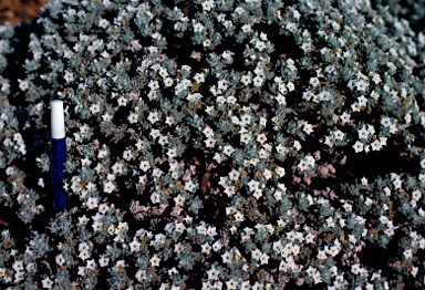 APII jpeg image of Heliotropium filaginoides  © contact APII