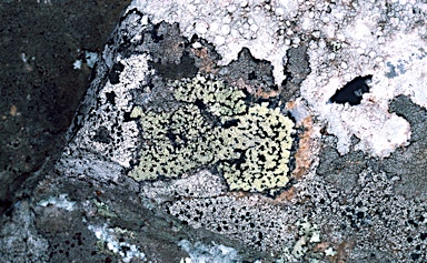 APII jpeg image of Rhizocarpon geographicum  © contact APII