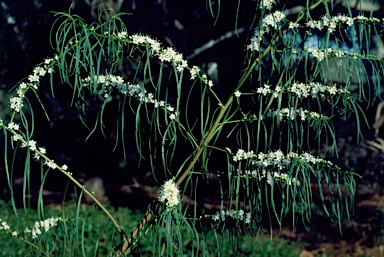 APII jpeg image of Myoporum floribundum  © contact APII