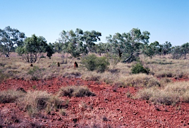 APII jpeg image of Eucalyptus leucophloia  © contact APII